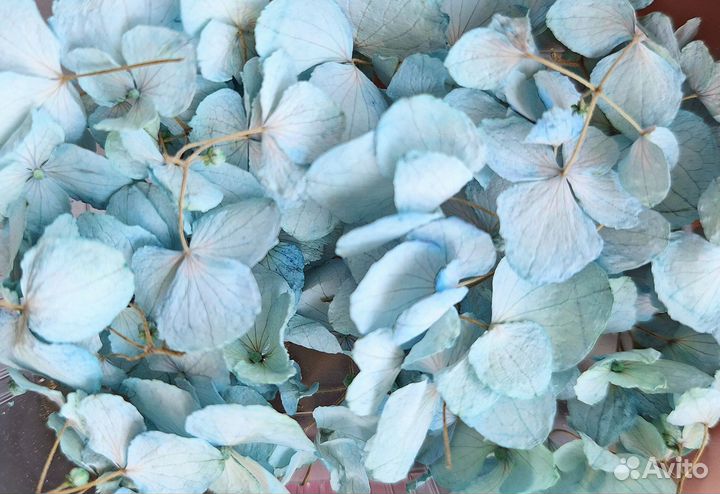 Гортензия сухоцвет. Объемная сушка