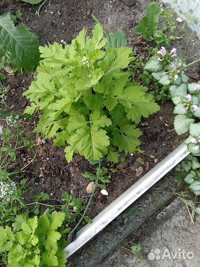 Пиретрум девичий