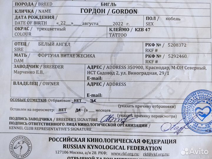 Вязка кобель бигль