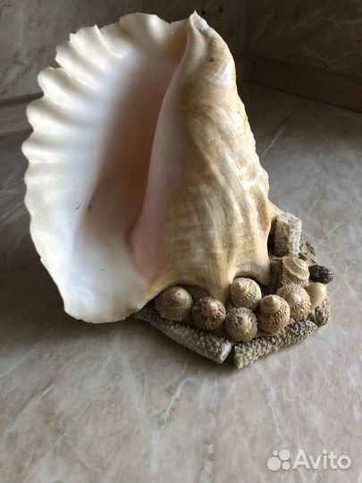 Морские ракушки раковины