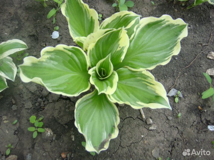 Рассада многолетних цветов