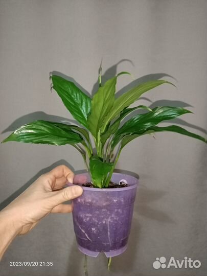 Спатифиллум Свит Лауретта