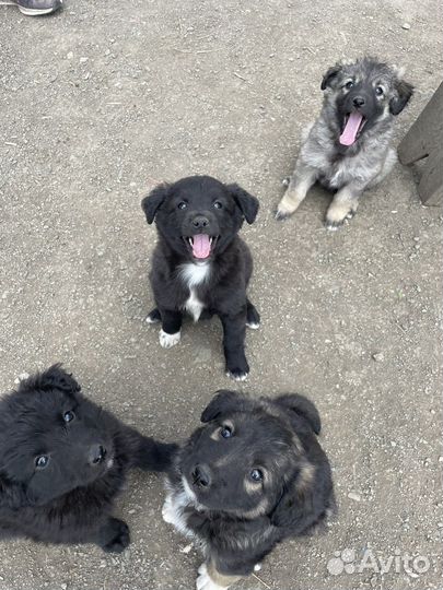 Собака в добрые руки щенок