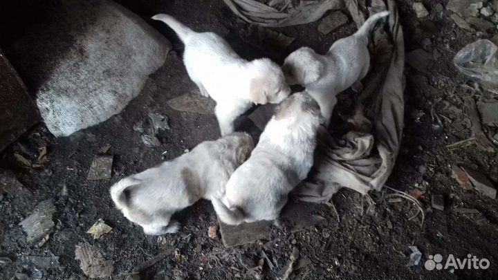 Продажа щенков алабая