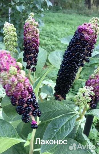 Лаконос, крокосмия и др