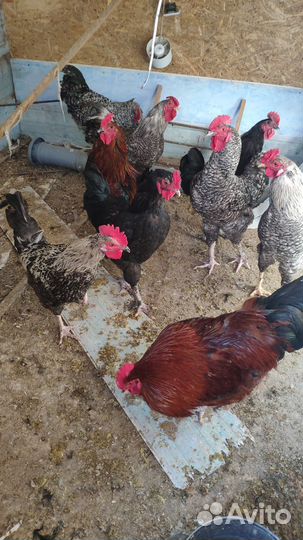 Петух,куры