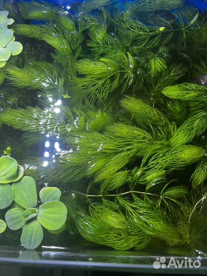 Роголистник