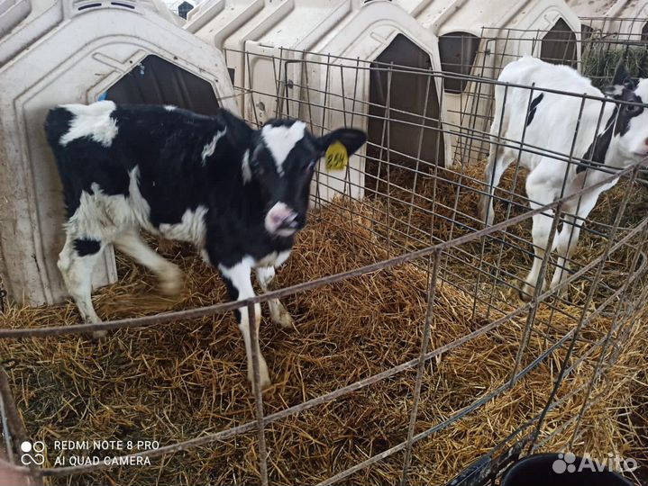 Телята бычки