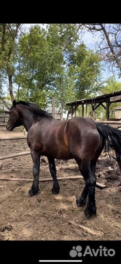 Жеребец тяжеловоз