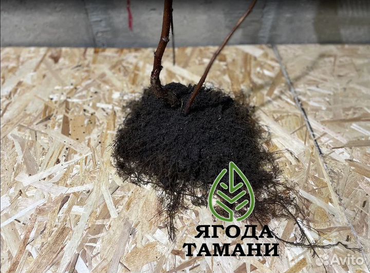 Малина мапема 2 годовалый зкс