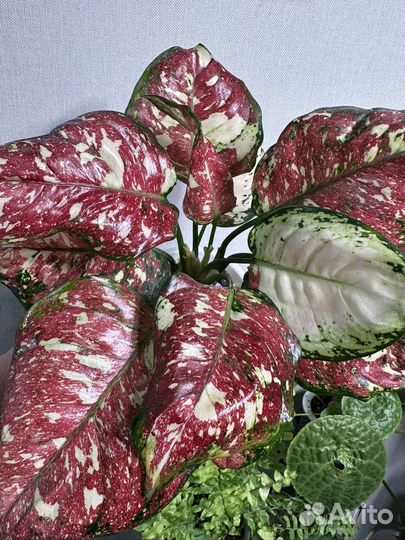 Аглаонема анимани триколор