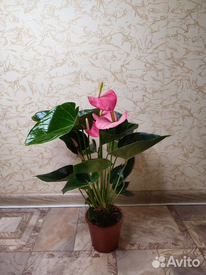 Антуриум розовый