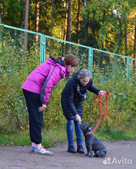 Передержка у кинолога Стационарная дрессировка