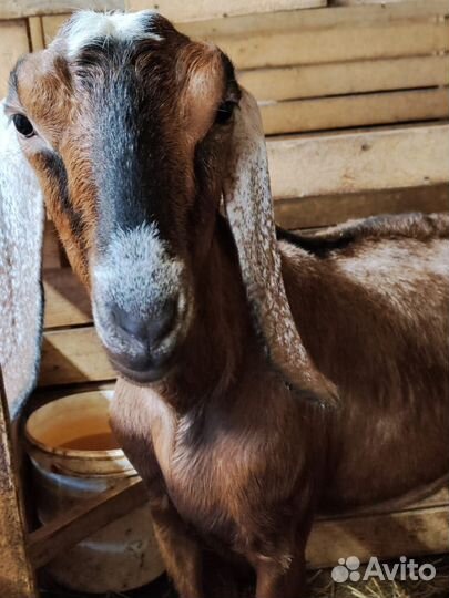 Дойные нубийские козы