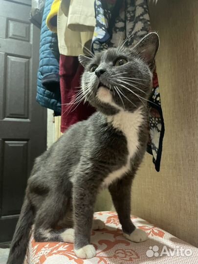 Котики бесплатно в добрые руки