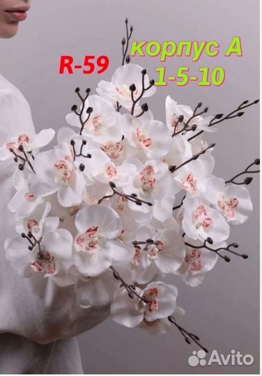 Дендробиум