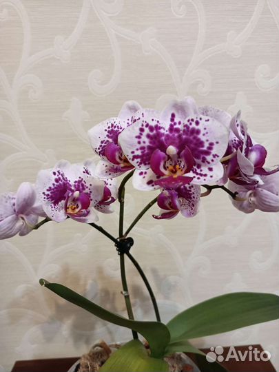 Орхидея фаленопсис