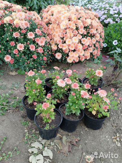 Хризантема мультифлора многолетняя