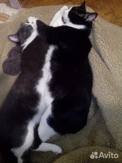 Вязка.Молодой здоровый котик.(опыт есть).Бесплатно