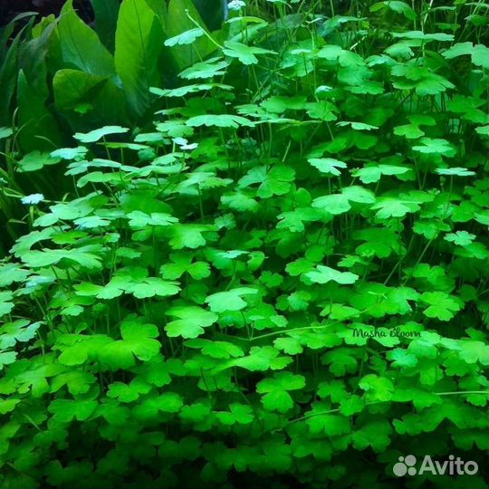 Растения для аквариума