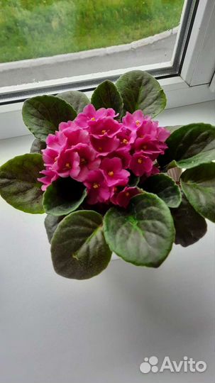 Сортовые фиалки