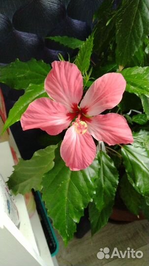 Комнатные цветы