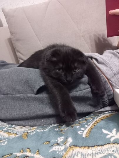 Шотландская вислоухая кошка