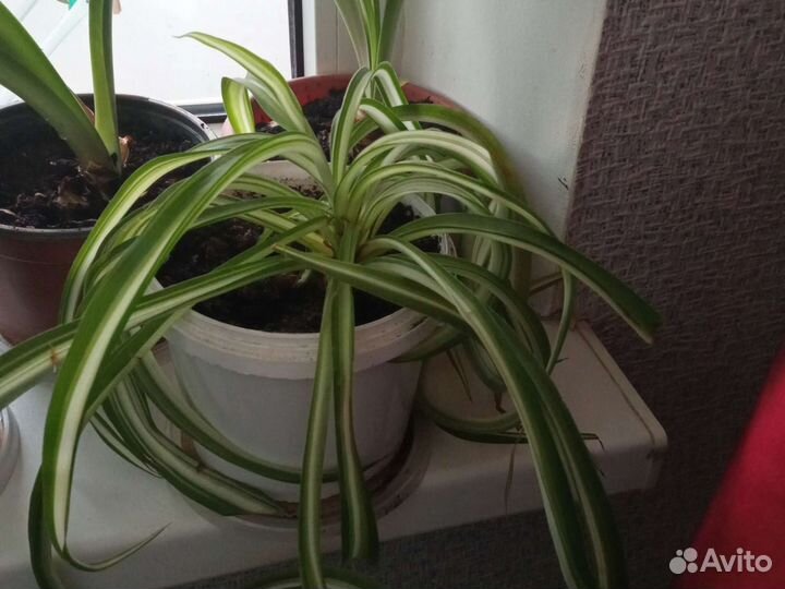 Хлорофитум кучерявый