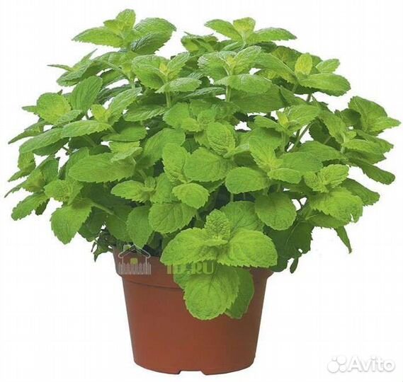 Комнатная мята