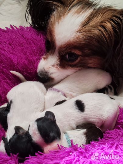 Бронирование щенков папийонов