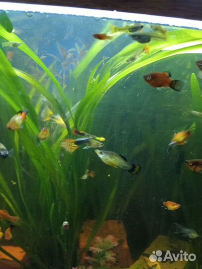 Рыбки аквариумные разные