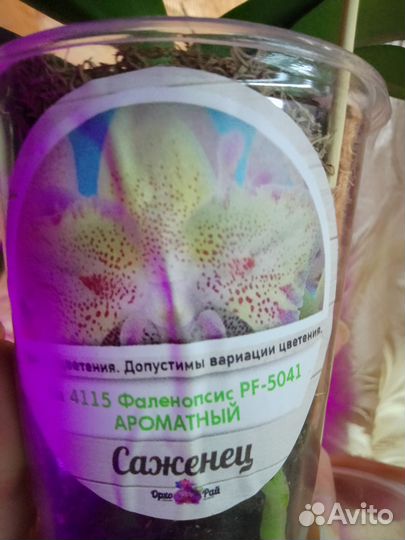 Подростки орхидей