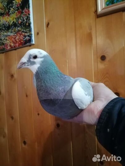 Голуби почтовые