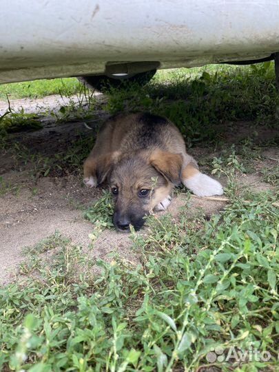 Собака в добрые руки отдам бесплатно