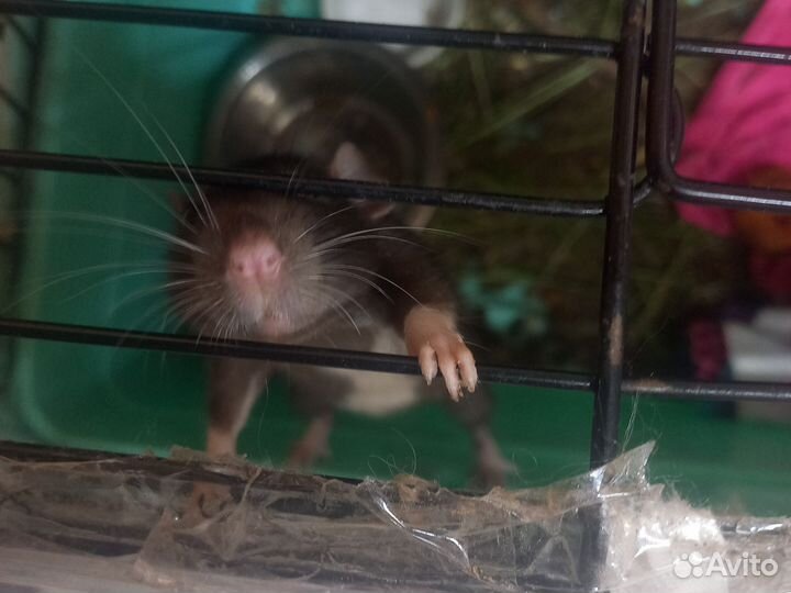 Декоративная крыса