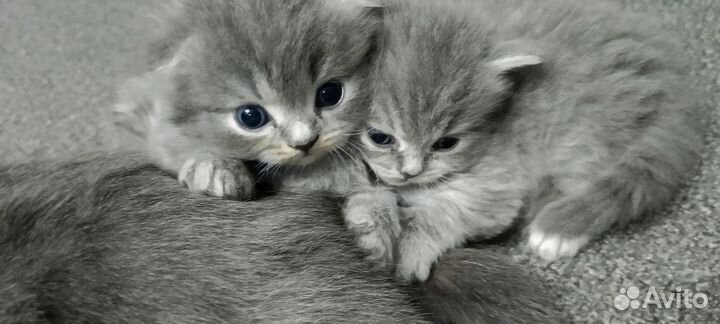 Продажа шотландских котят