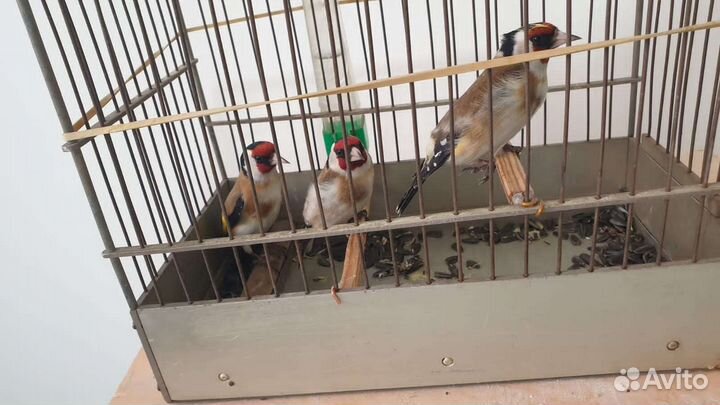 Щегол поющий