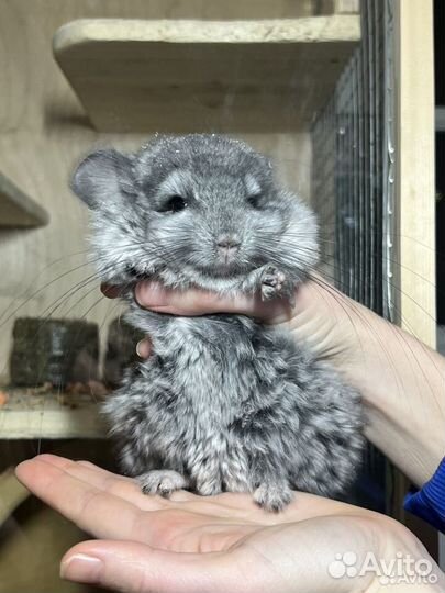 Шиншилла Ангора