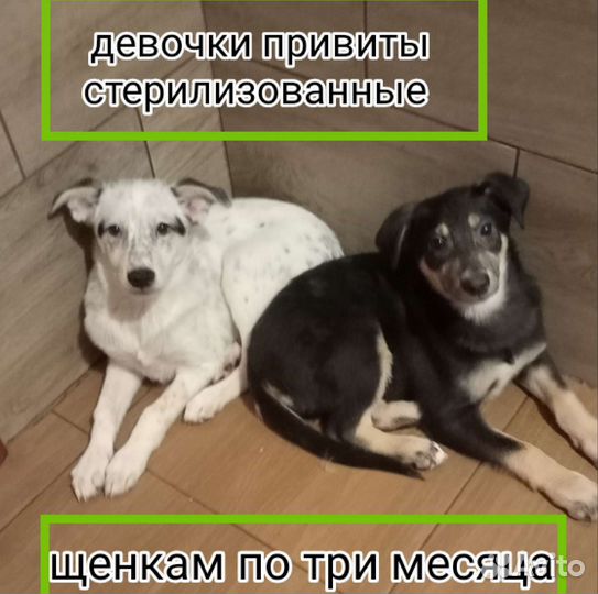 Щенки собачки