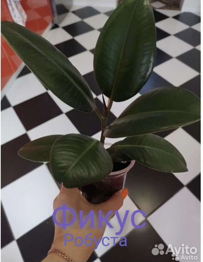 Комнатные растения от 100