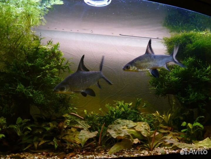 Акулий балу,Золотые рыбки, и многие другие рыбки