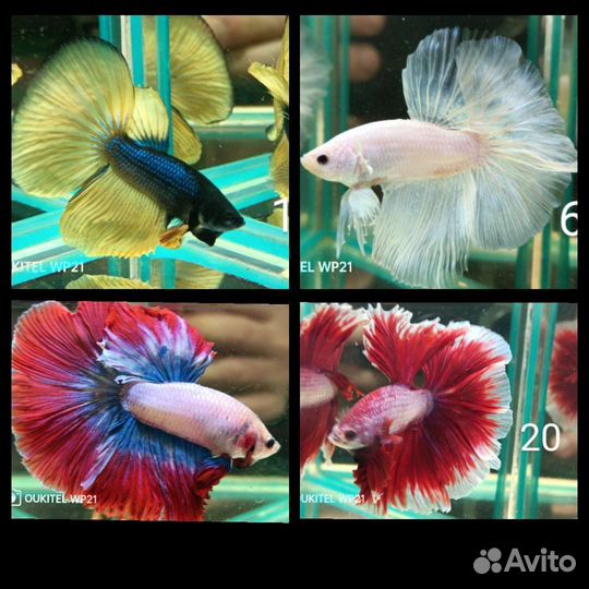 Рыбка петушок халф мун,кои,плакаты,гигантские