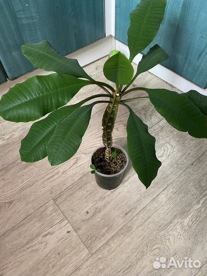 Молочай беложильчатый или эуфорбия