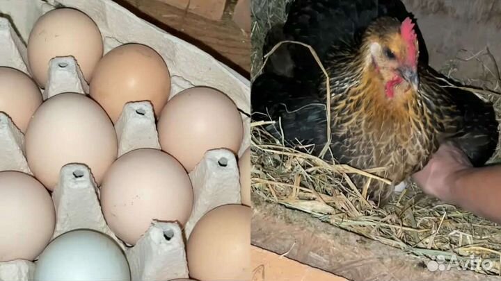 Домашние куриные яйца