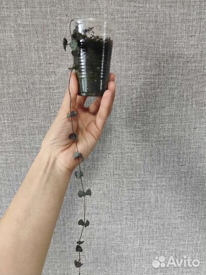 Циропегии Вуда, Дурбан, Фикус Бенджамина