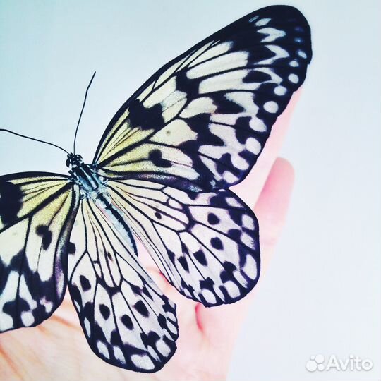 Ферма бабочек. Бабочкарий на 5 куколок с Тройдесом