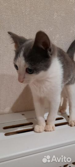 Модник Степан