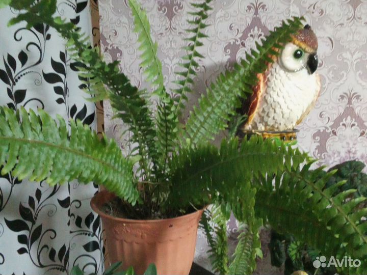 Деленки папоротника