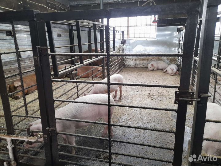 Мясо свинина домашняя