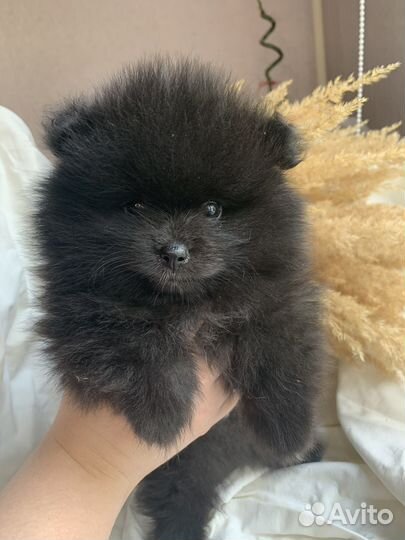 Померанский шпиц